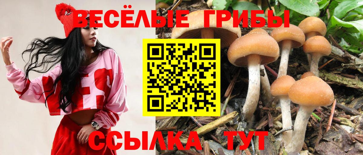 Алатырь  Псилоцибиновые грибы ЛСД  купить  сайты  Псилоцибиновые грибы MAGIC MUSHROOMS  Вход с VPN 